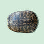 Turtle Shell (Large)