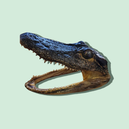 Alligator Head