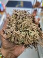 Rose of Jericho
