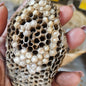 Wasp Nest