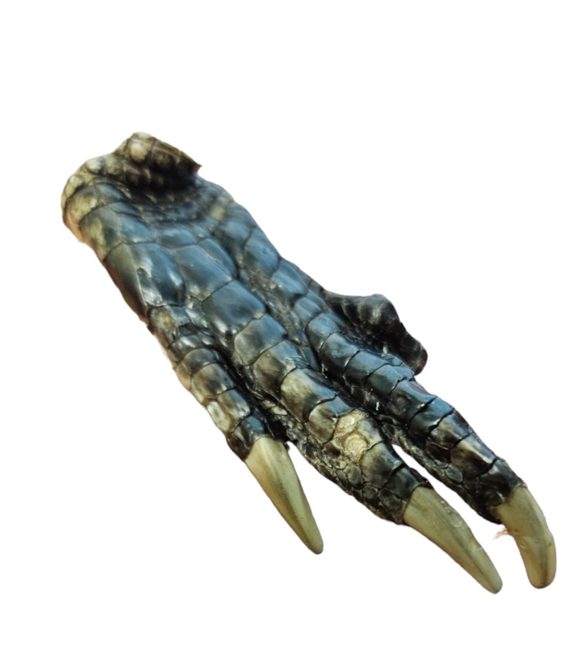 Alligator Foot