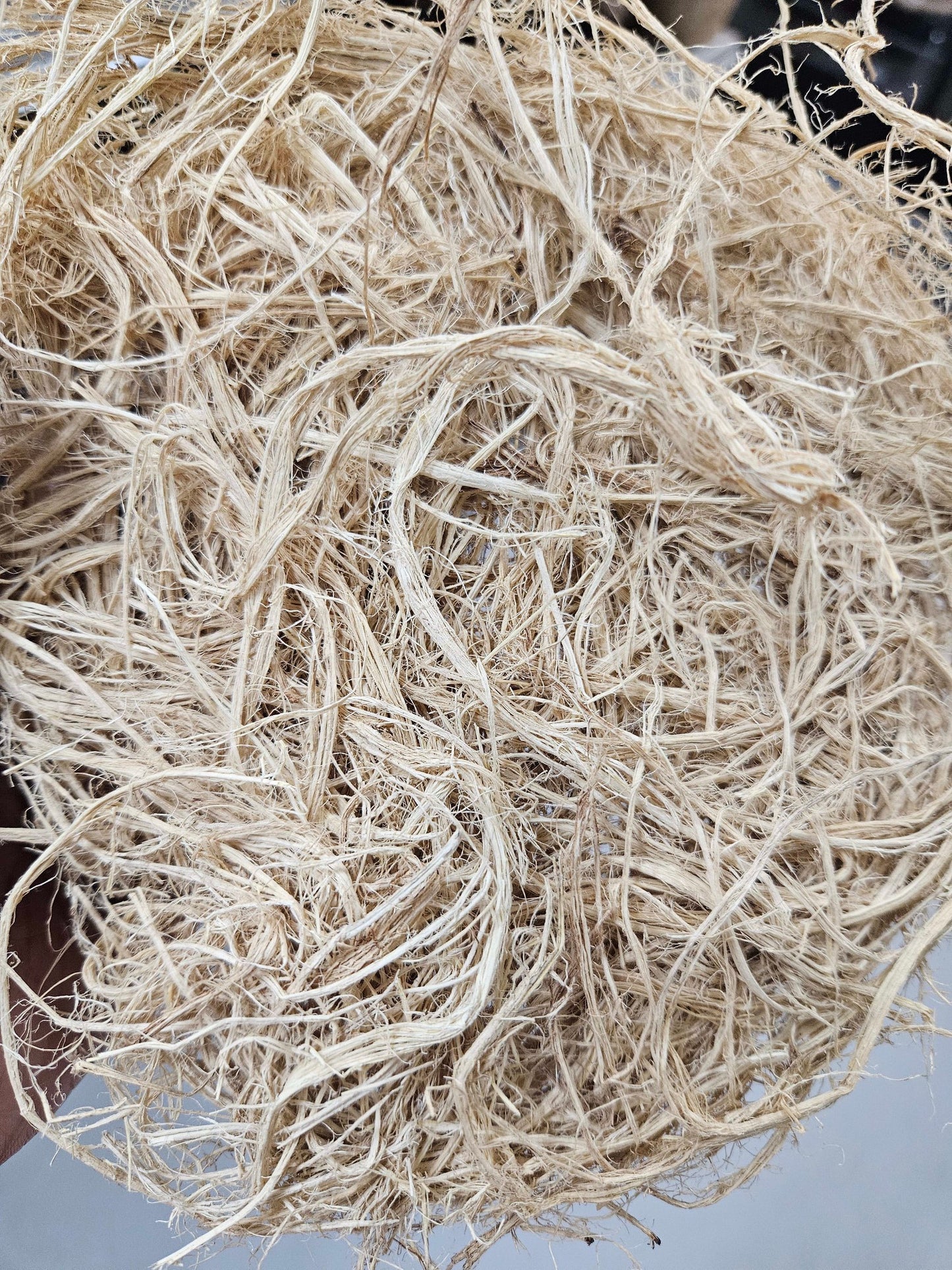 Kanhin Kanhin (Sponge)