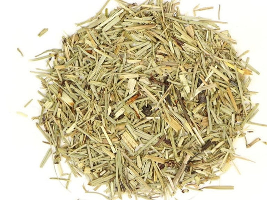 Horsetail (Shavegrass)