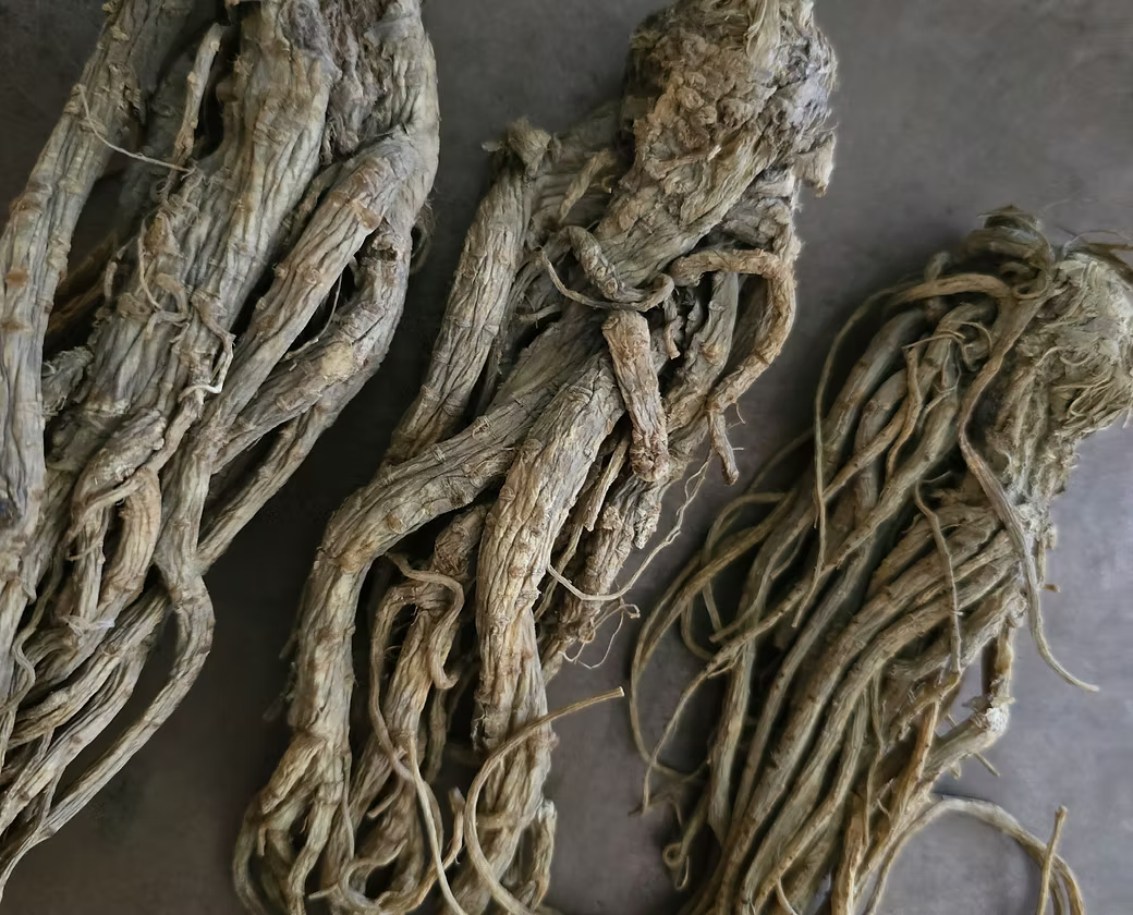 Master Root (pre packaged)